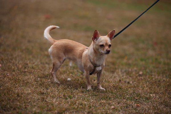 Avventure nel Mondo Canino!