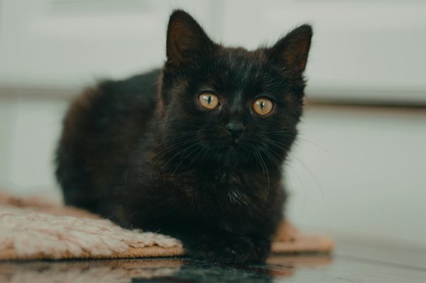 Misteri e Magia del Mondo Felino