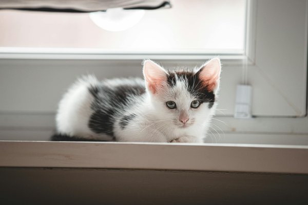 Come elaborare una dieta bilanciata e sana per il tuo coniglio?